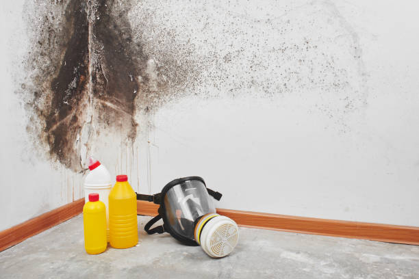 Best Emergency Mold Remediation in Cedar Bluff, AL