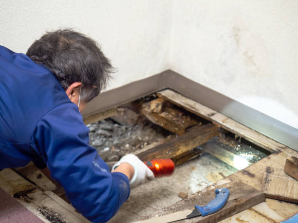 Best White Mold Remediation in Cedar Bluff, AL