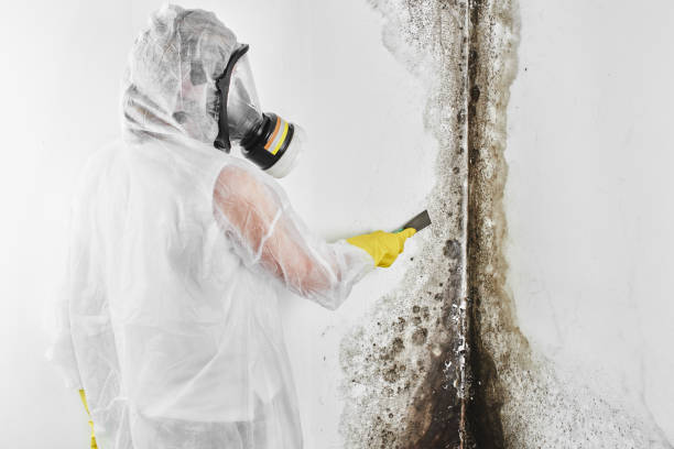 Best Health and Safety Mold Remediation in Cedar Bluff, AL