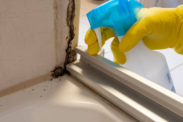 Best Mold Remediation for Specific Building Types in Cedar Bluff, AL