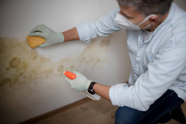 Best Attic Mold Remediation in Cedar Bluff, AL