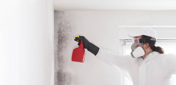 Best Mold Testing and Inspection Services in Cedar Bluff, AL
