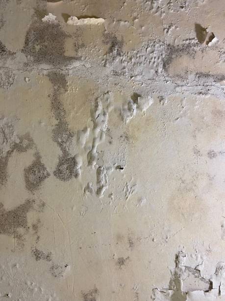 Best HVAC Mold Remediation in Cedar Bluff, AL