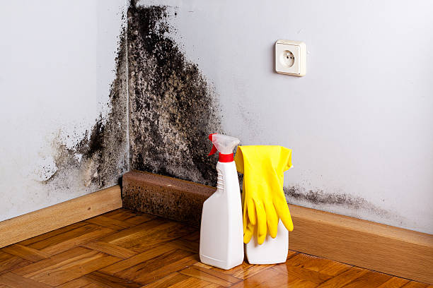Best Residential Mold Remediation in Cedar Bluff, AL