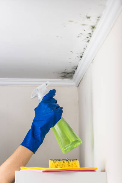 Best Post-Flood Mold Remediation in Cedar Bluff, AL