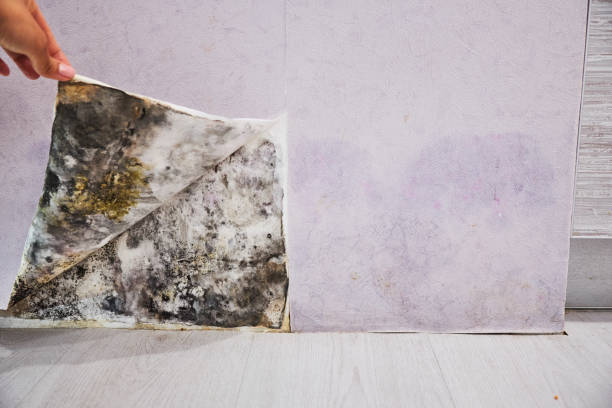 Best Bathroom Mold Remediation in Cedar Bluff, AL